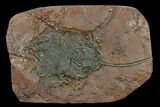 Silurian Fossil Crinoid (Scyphocrinites) Plate - Morocco #134232-1